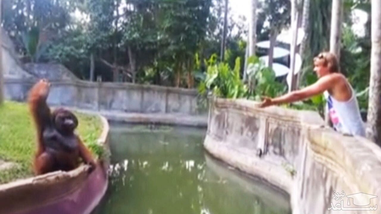 (فیلم) معامله جالب اورانگوتان با یک مرد