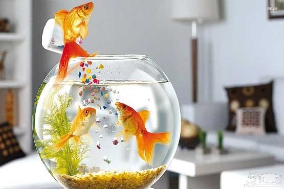 روشهای افزایش عمر ماهی قرمز