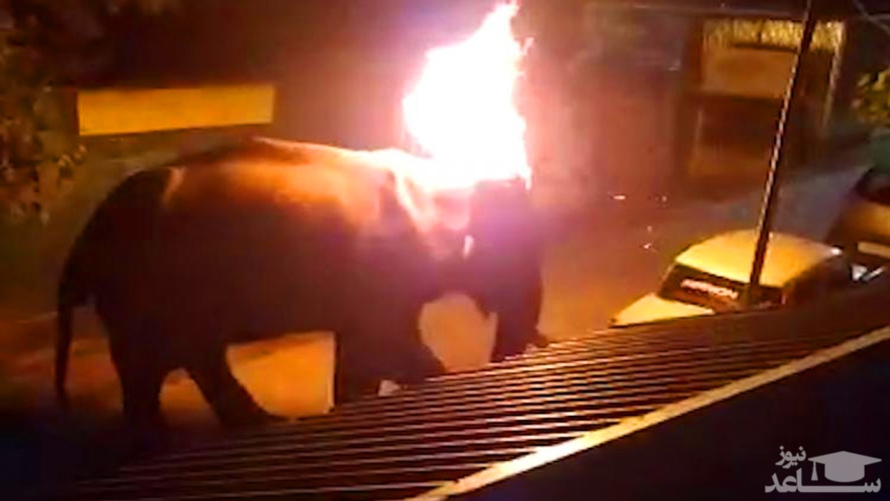 (فیلم) زجرکش کردن فیل با آتش