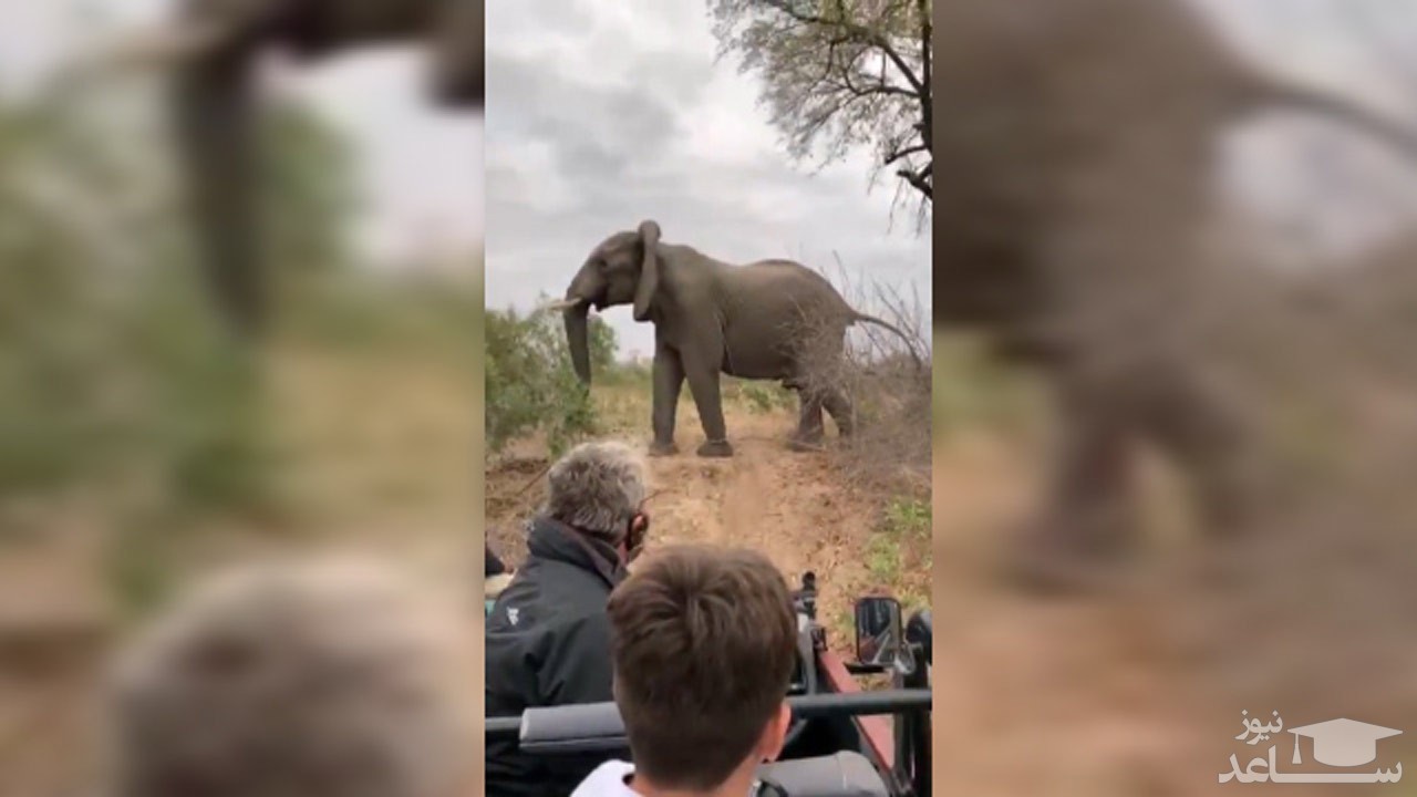 (فیلم) حمله فیل عصبانی به پلنگ‌ها پس از شکار ایمپالا 