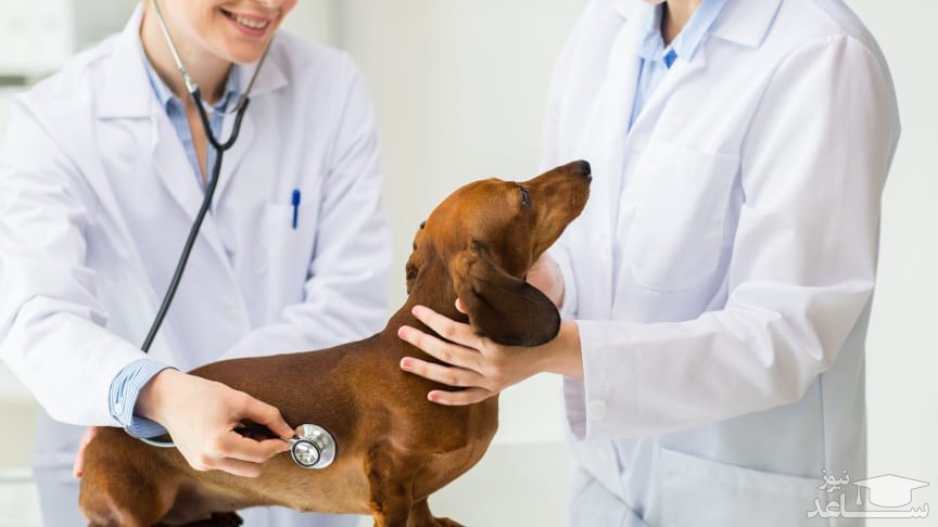 نشانه های بیماری اکلامپسی در سگ ها و روش های درمان