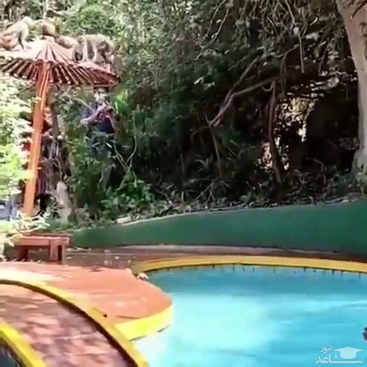 ویدئویی حیرت‌انگیز از آب بازی میمون‌ها در آب استخر!