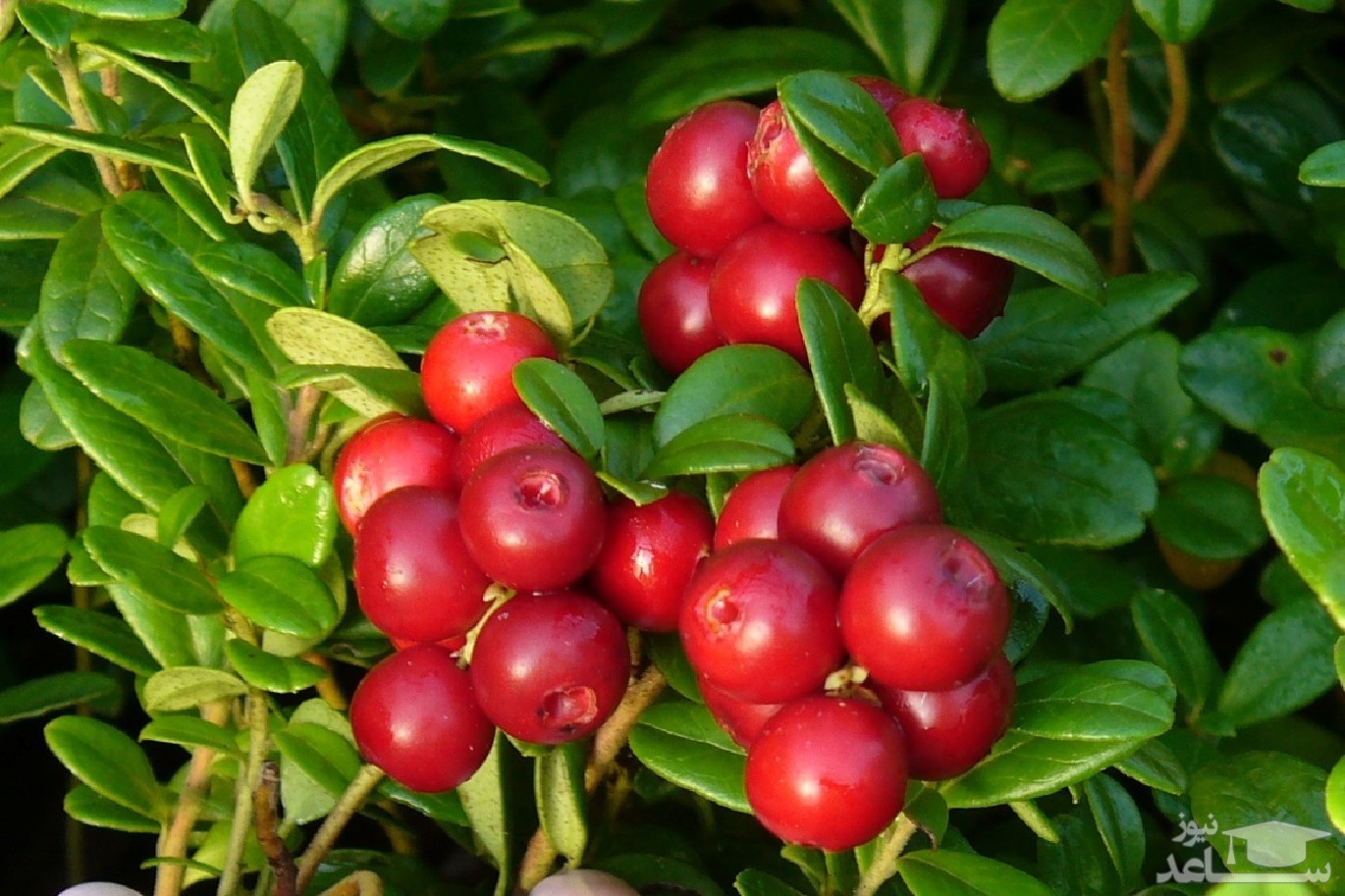 قره قات چیست؟  خواص و مضرات آن