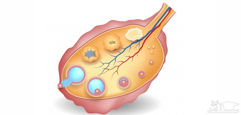 فولیکول یا تخمک؟ حقیقتی که هر زن باید بداند