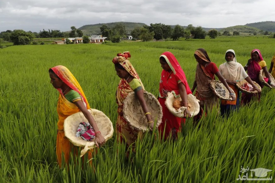 زنان شاغل در زمین های کشاورزی ایالت "اوتارپرادش" هند در حال بازگشت به خانه/ آسوشیتدپرس
