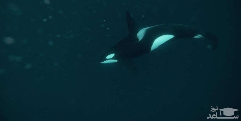 (تصاویر) شبی در کنار نهنگ‌های قاتل