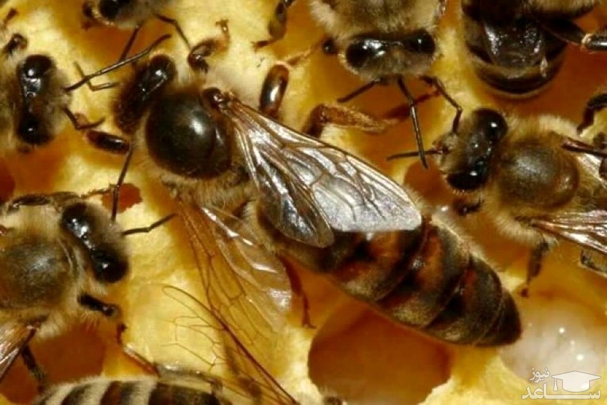 (فیلم) کارشناس سیما: کرونا با زهر زنبور درمان می‌شود!