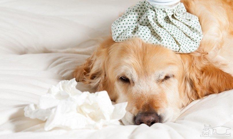 تفاوت آنفولانزا و سرماخوردگی در سگ ها