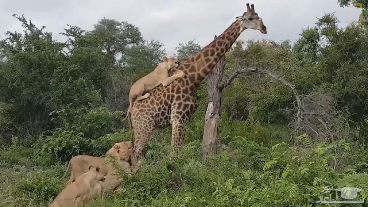 (ویدئو) لگدپرانی زرافه در محاصره ۸ شیر ماده