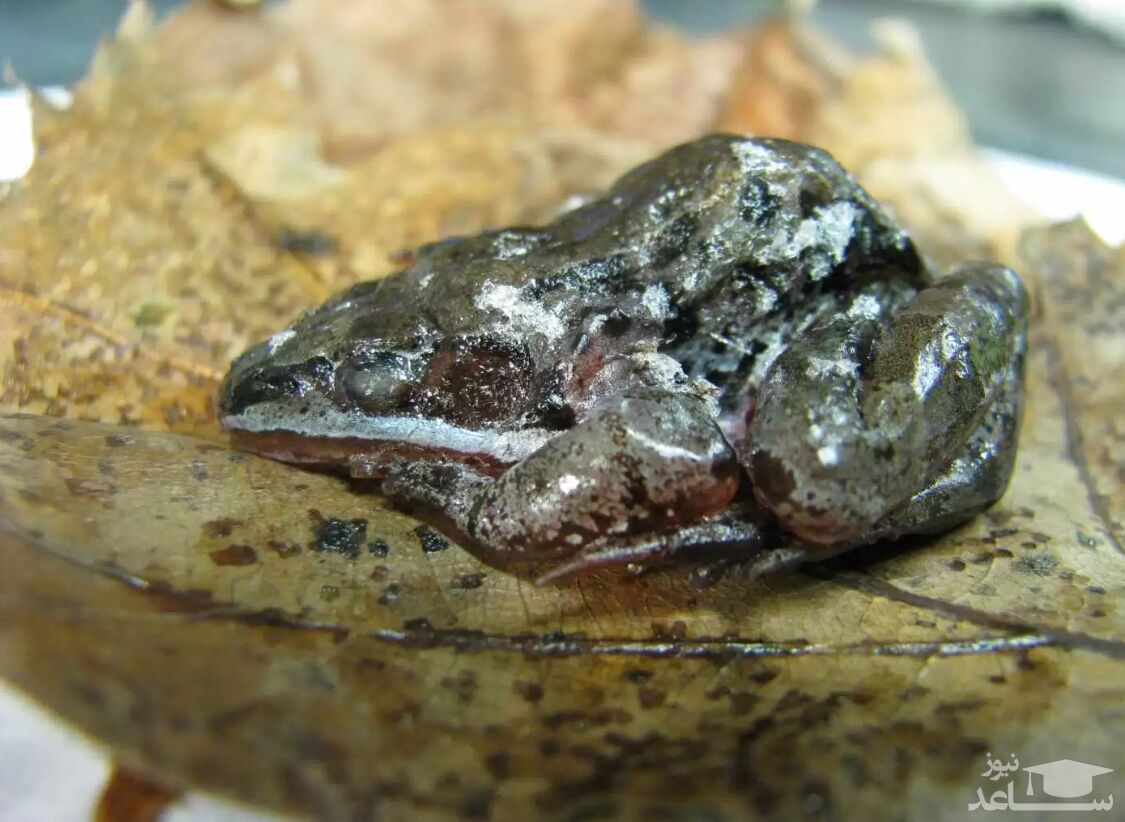 راز عجیب حیواناتی که یخ می‌زنند اما نمی‌میرند!