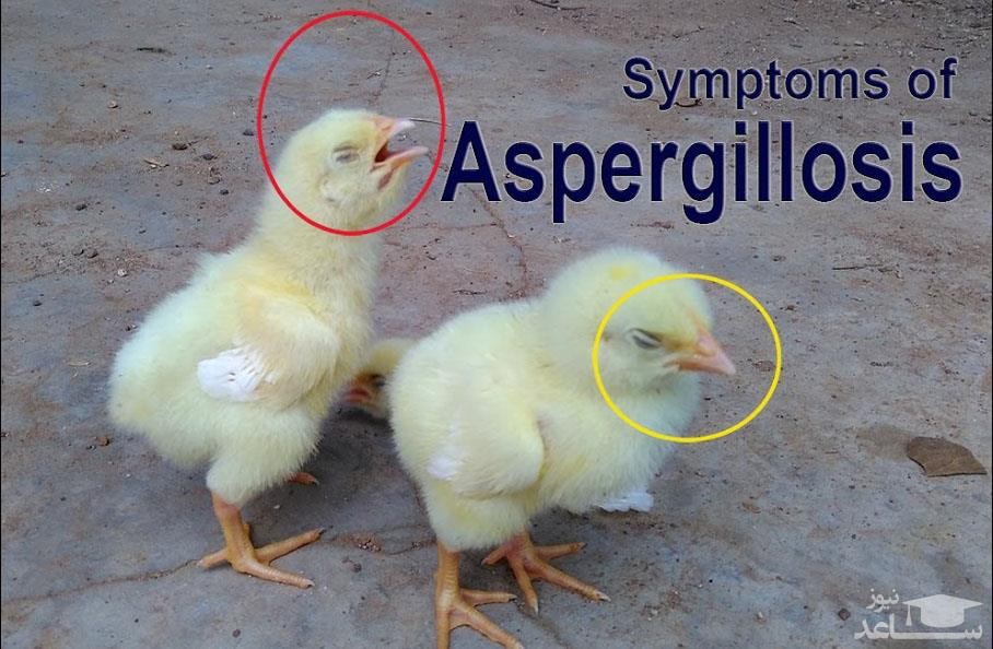 علائم بیماری آسپرژیلوزیس در پرندگان