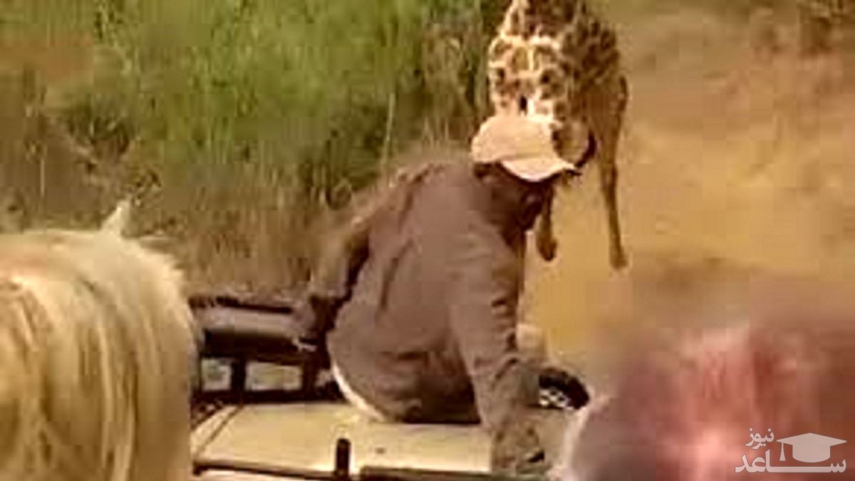 (فیلم) حمله ناگهانی زرافه خشمگین به گردشگران!