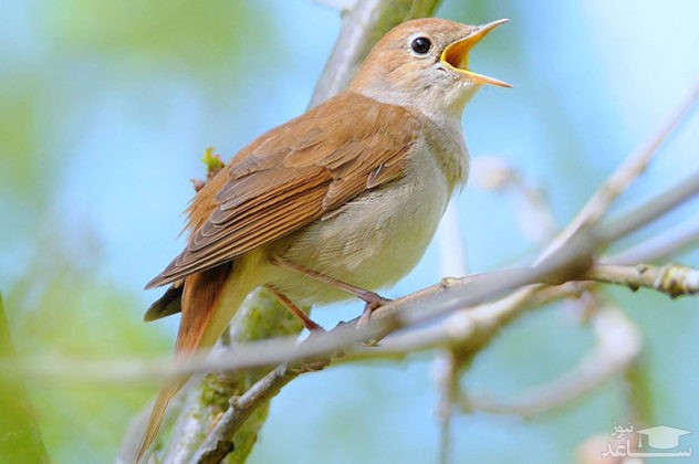 دانلود آهنگ بلبل از افکت صوتی انسان و موجودات زنده