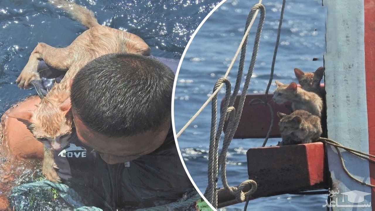(فیلم) نجات چهار گربه از کشتی در حال غرق شدن