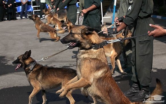 اتفاق عجیبی که در گمرک رازی با کمک سگ های پلیس رخ داد