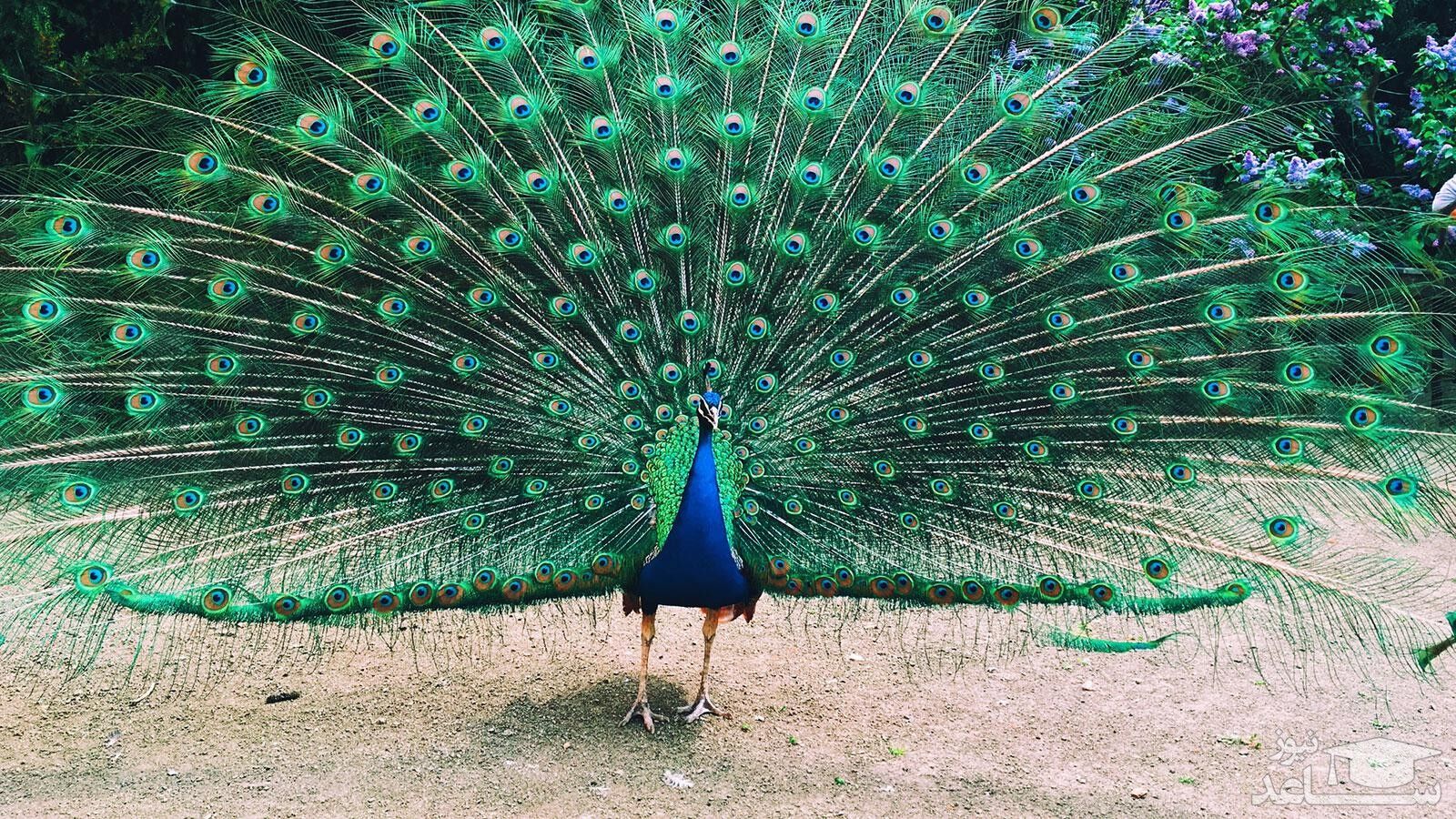 زیباترین متن ادبی با مضمون طاووس | ساعدنیوز