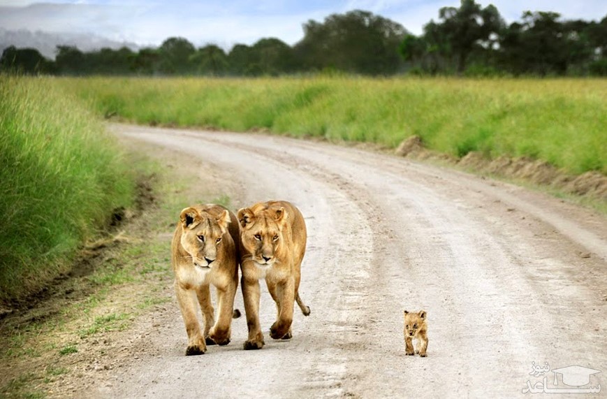 عکس خانوادگی حیوانات، دربی اصفهان و ...