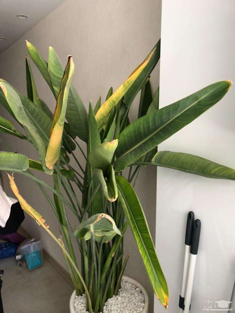 راز جلوگیری از پوسیدگی ریشه پرنده بهشتی در خانه 🌿