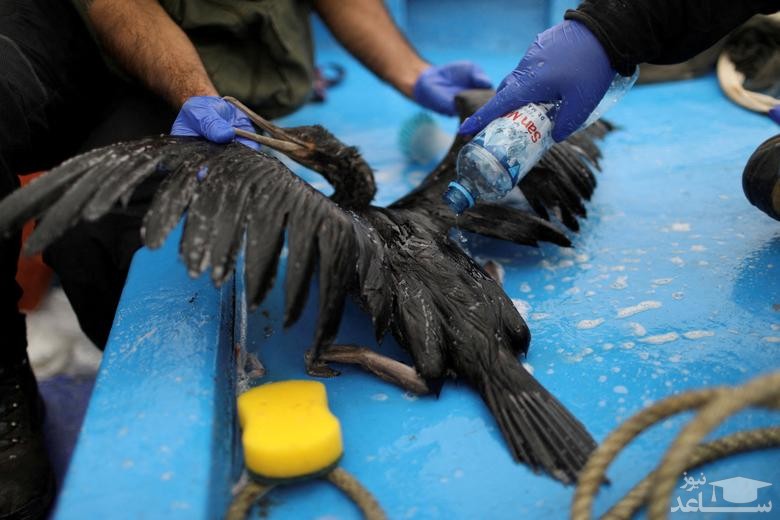تمیز کردن بدن مرغان دریایی از آلودگی نفتی سواحل پرو/ رویترز