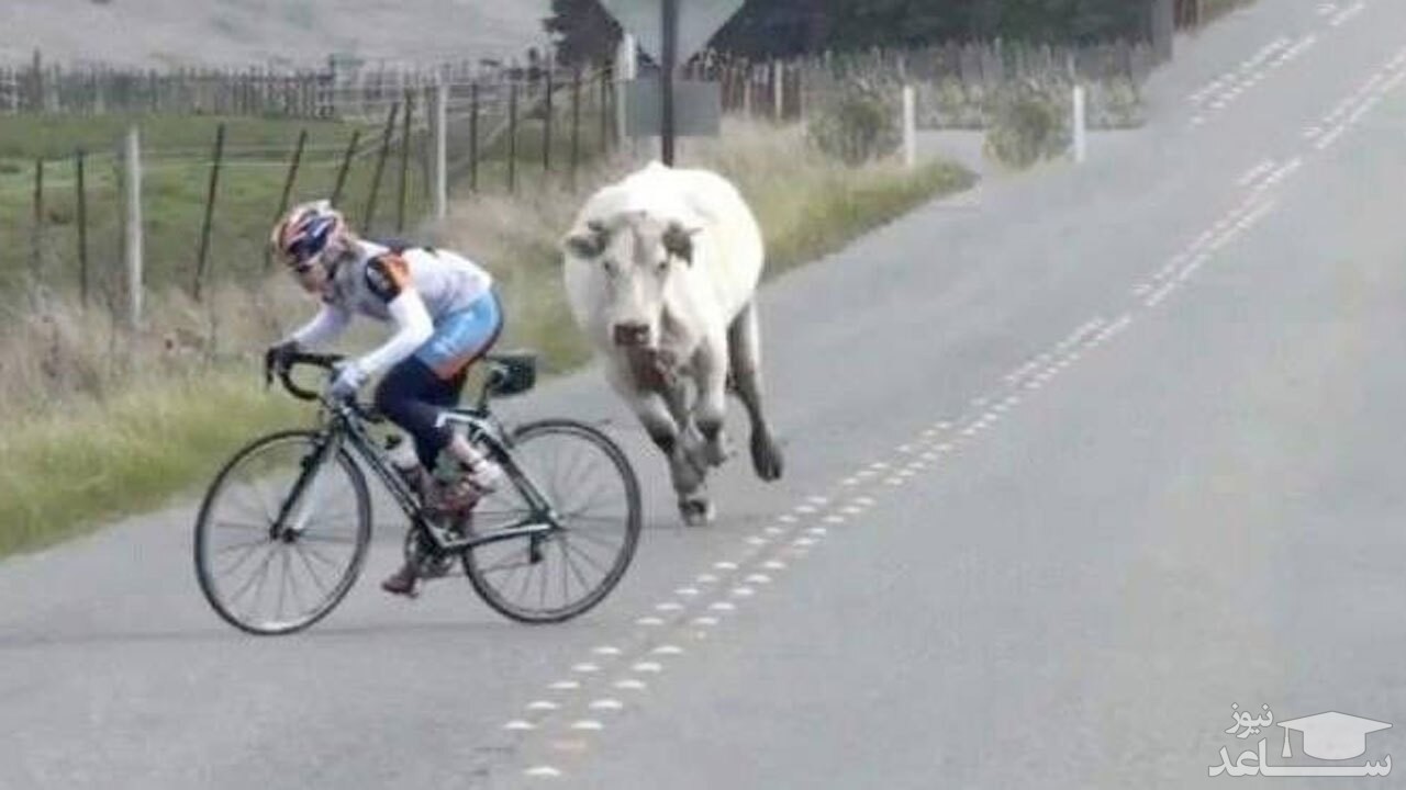 (فیلم) حمله گاو به دوچرخه سوار 