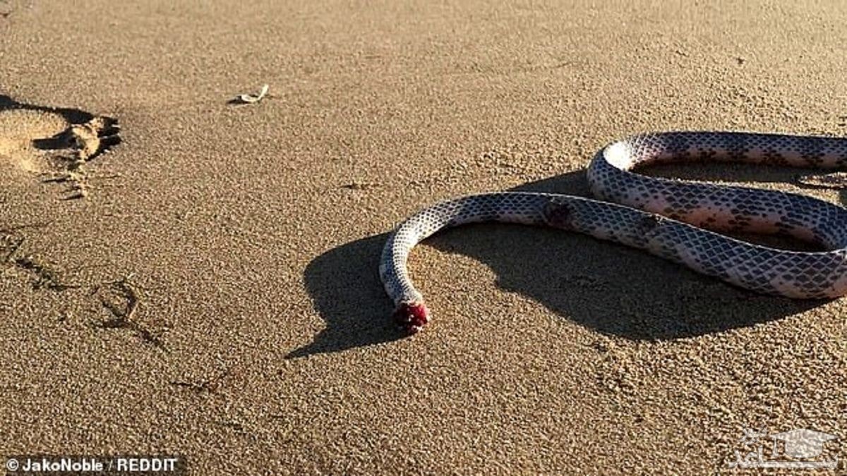 (فیلم) حمله مار بی سر به مرد رهگذر