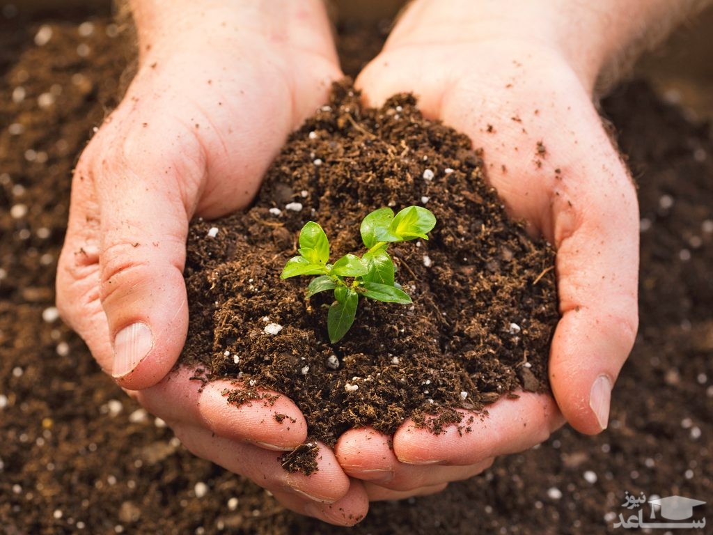 ویژگی ها و تفاوت های اصلی خاک باغچه و گلدان