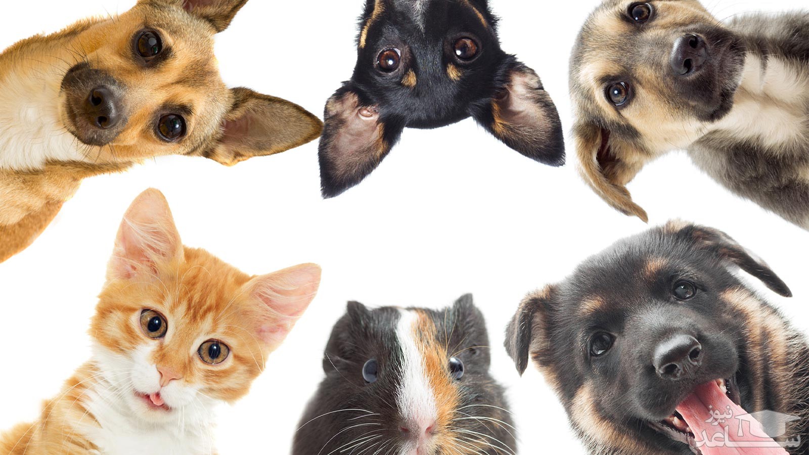 انتخاب کفپوش مناسب برای حیوانات خانگی