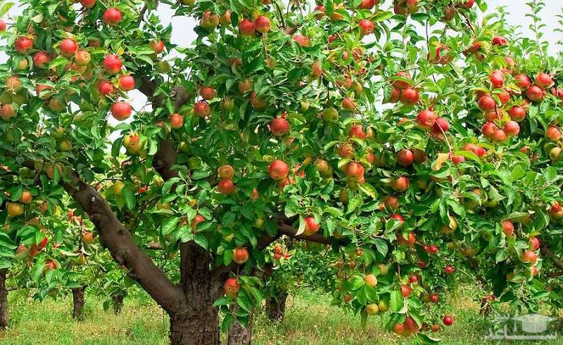 نحوه کاشت و پرورش درخت سیب
