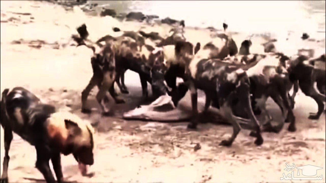 (فیلم) تکه پاره کردن یک آهو توسط سگ‌های وحشی قبل از مرگ