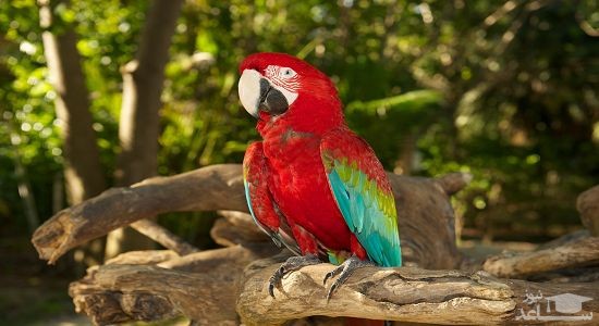 دانلود آهنگ طوطی برای کودکان از افکت صوتی انسان و موجودات زنده