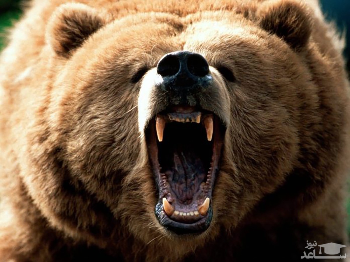 حمله خرس به یک گردشگر کرجی