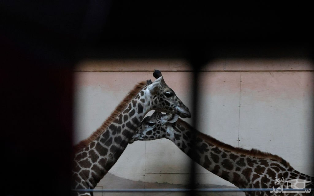 دیدنی های امروز پنجشنبه 8 دی 1401