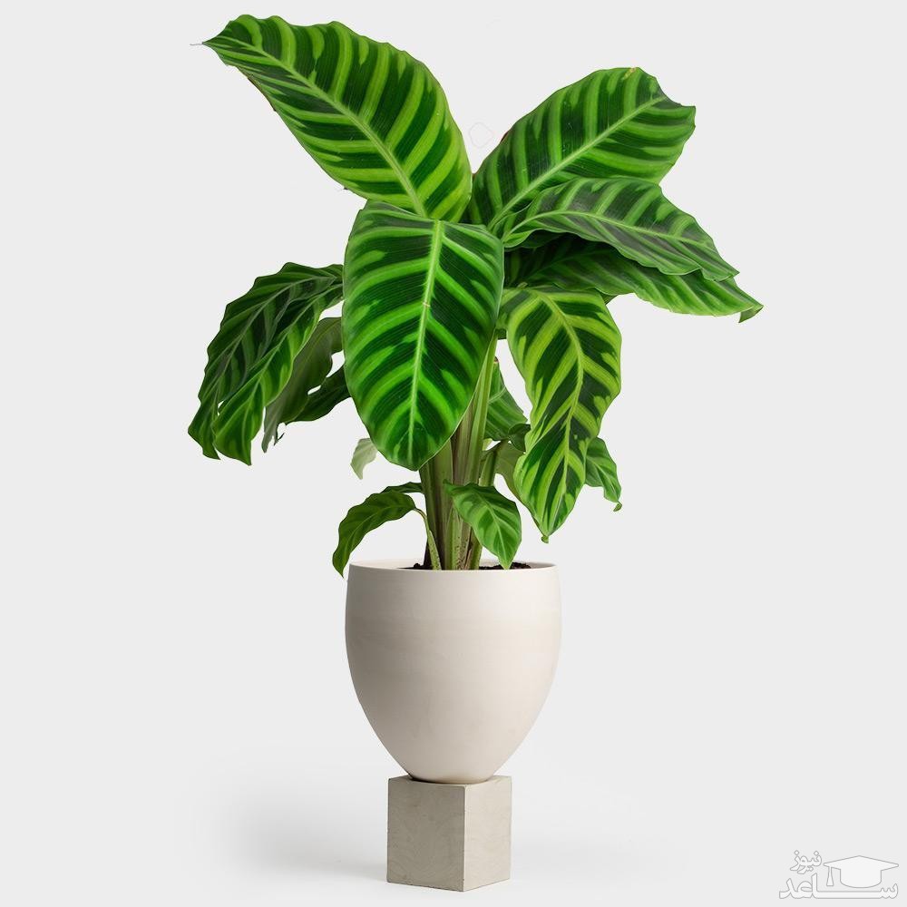 نحوه نگهداری و مراقبت از  گیاه کالاتیا