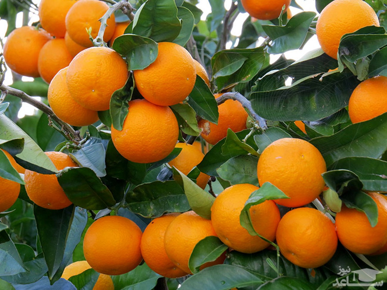 از پرتقال 2 هزار تومانی کشاورزان تا پرتقال 20 هزار تومانی بازار!