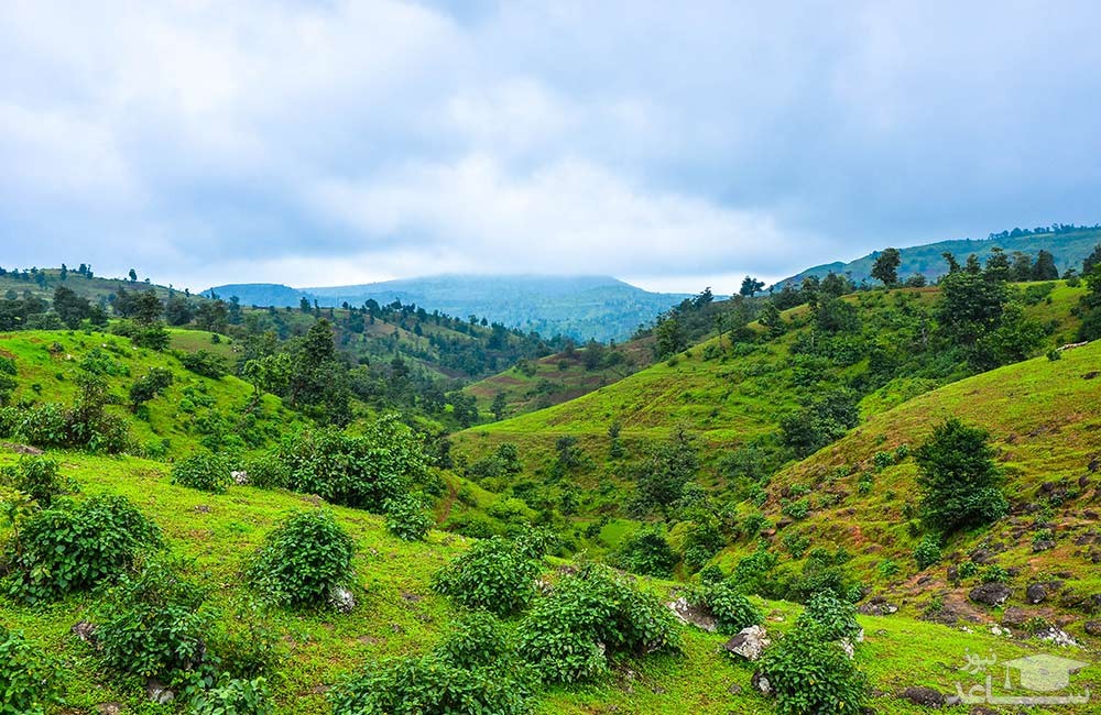 جنگل نونگه Nyungwe Forest روندا