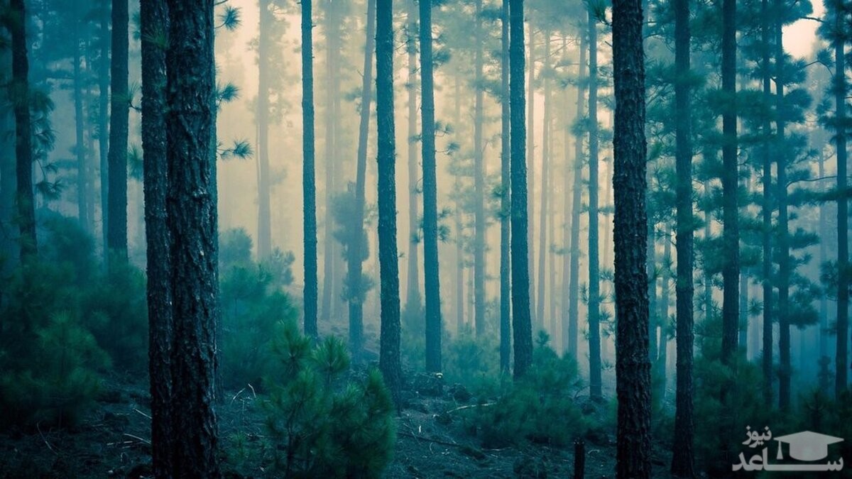 اسرار آمیزترین جنگلی که صدای جیغ ارواح در اینجا شنیده می‌شود! +تصاویر