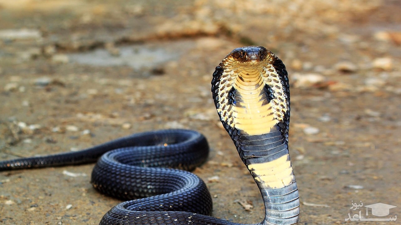 (فیلم) خوشمزه‌ترین حیوانات وحشی