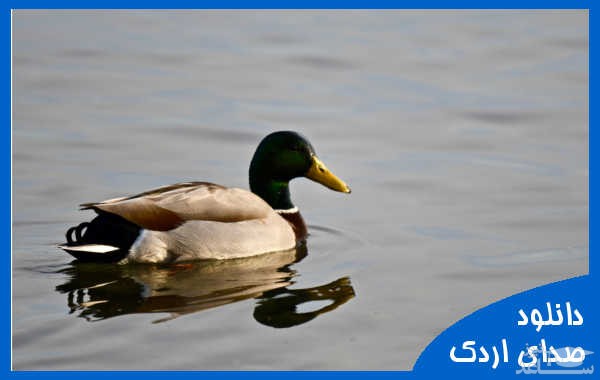 دانلود آهنگ اردک 1 از افکت صوتی انسان و موجودات زنده