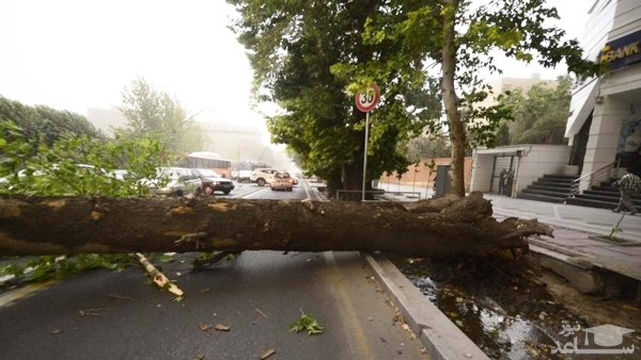 (فیلم) سقوط درخت غول پیکر روی خودروها در خیابان ولیعصر 