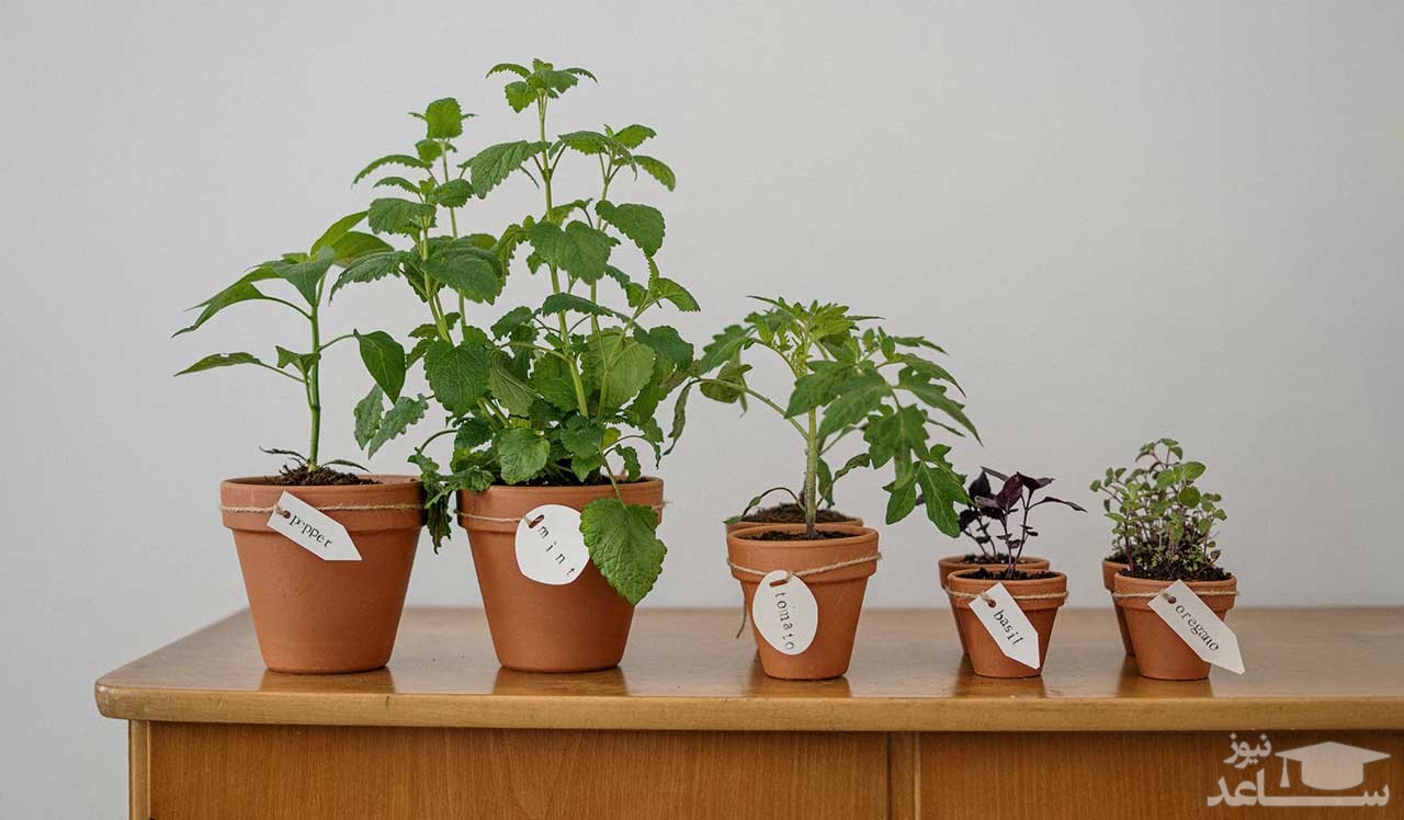 راهنمای خرید گلدان برای گیاهان خانگی و آپارتمانی