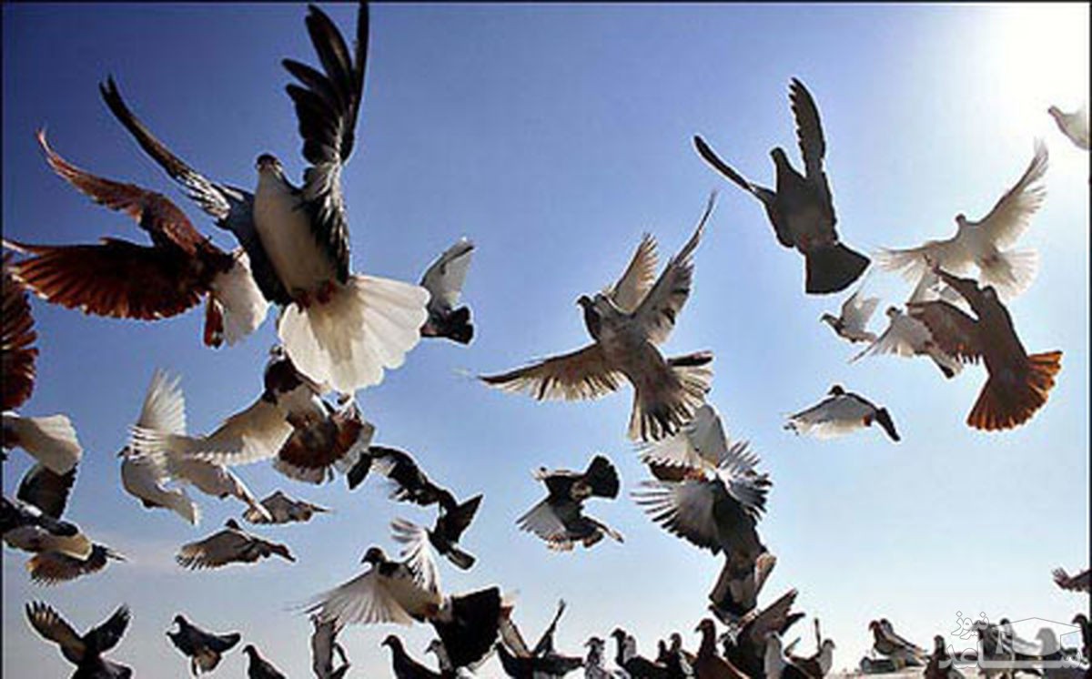 (فیلم) مشهورترین کفترباز جهان!