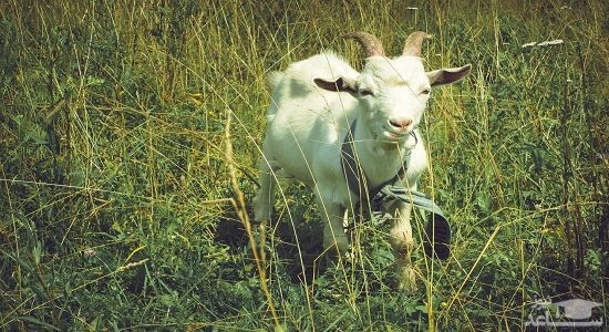 دانلود آهنگ بز برای کودکان از افکت صوتی انسان و موجودات زنده