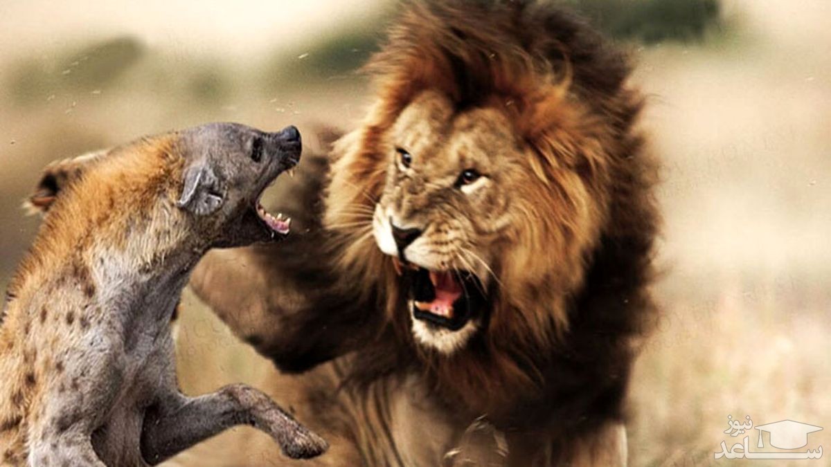 (فیلم) کشتن وحشیانه کفتار توسط شیر