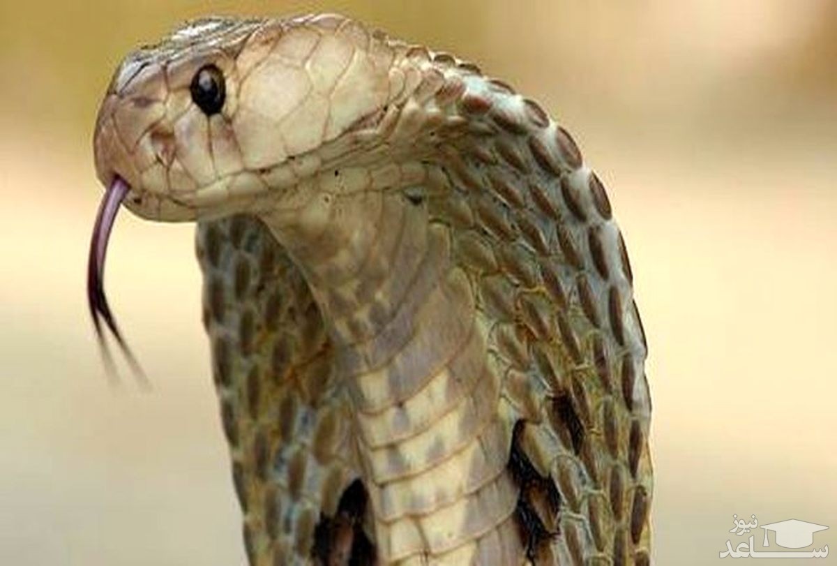 (فیلم) مخفی شدن مار کبری عظیم الجثه در آشپزخانه