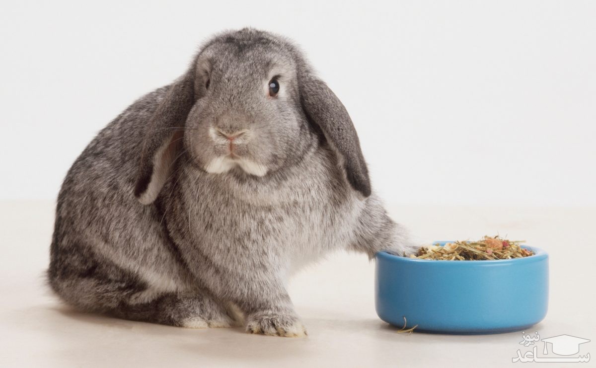 غذاهای مفید و مضر برای خرگوش