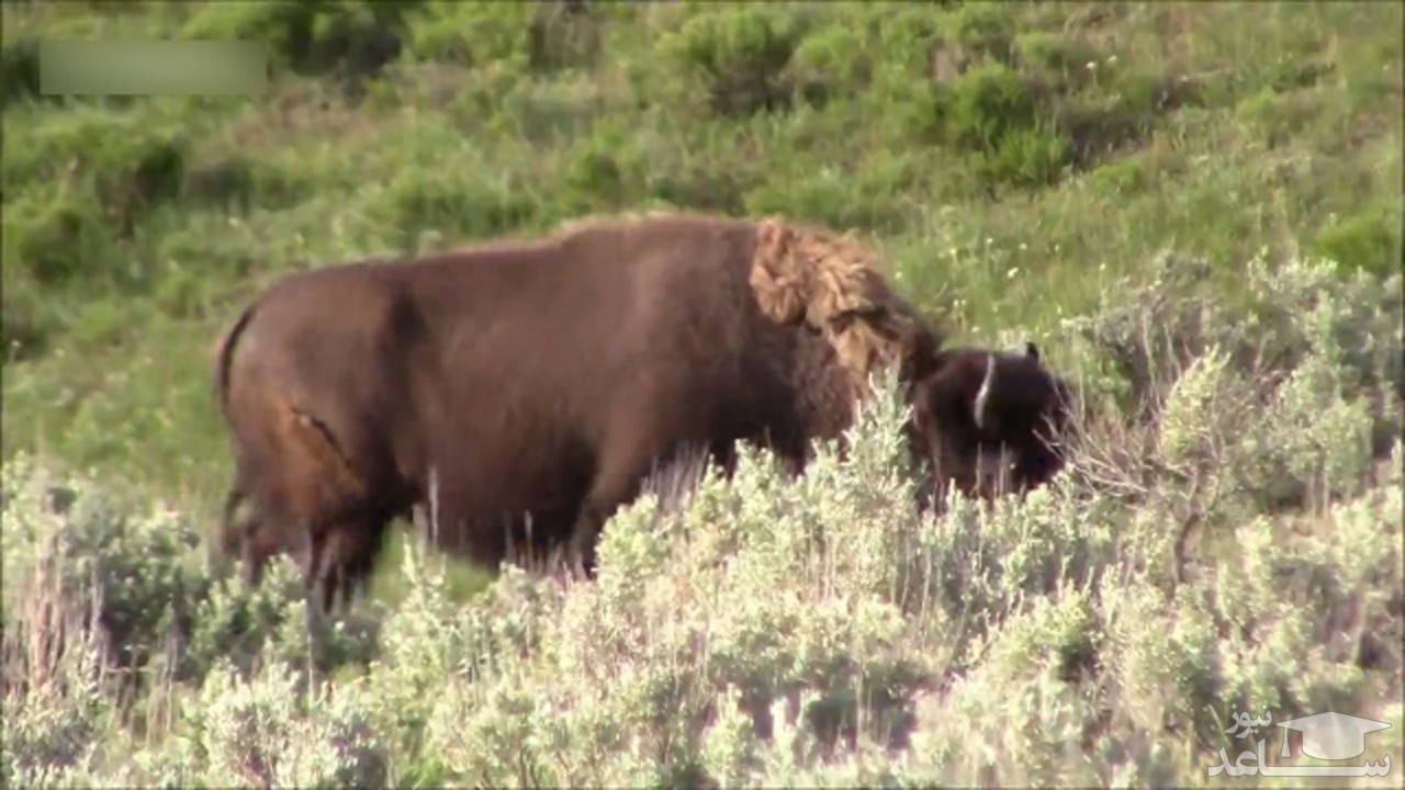 (فیلم) محافظت گاومیش مادر از خورده شدن جسد گوساله‌اش توسط گرگ‌ها 