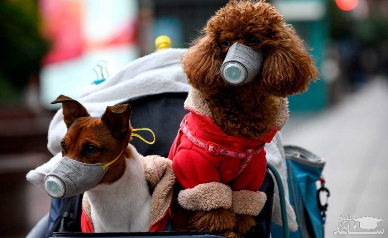 کرونا از حیوان به انسان منتقل می‌شود یا بالعکس؟