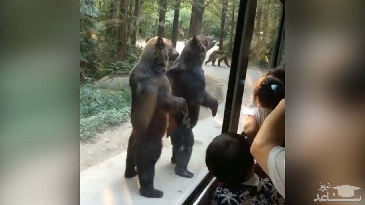 (فیلم) حرکت هوشمندانه خرس‌ها در مقابل بازدید کنندگان
