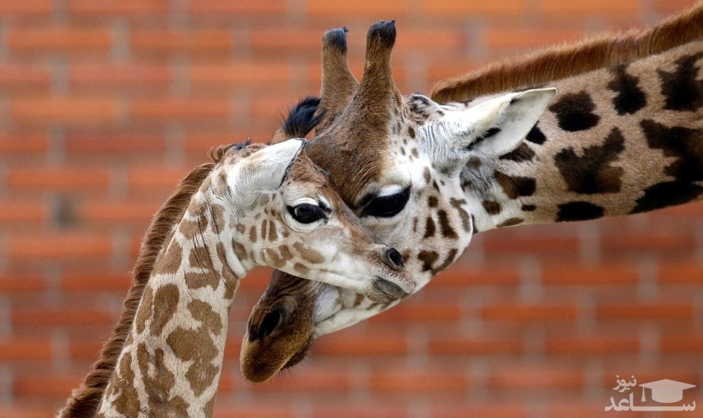 دیدنی های امروز شنبه 18 آبان 98