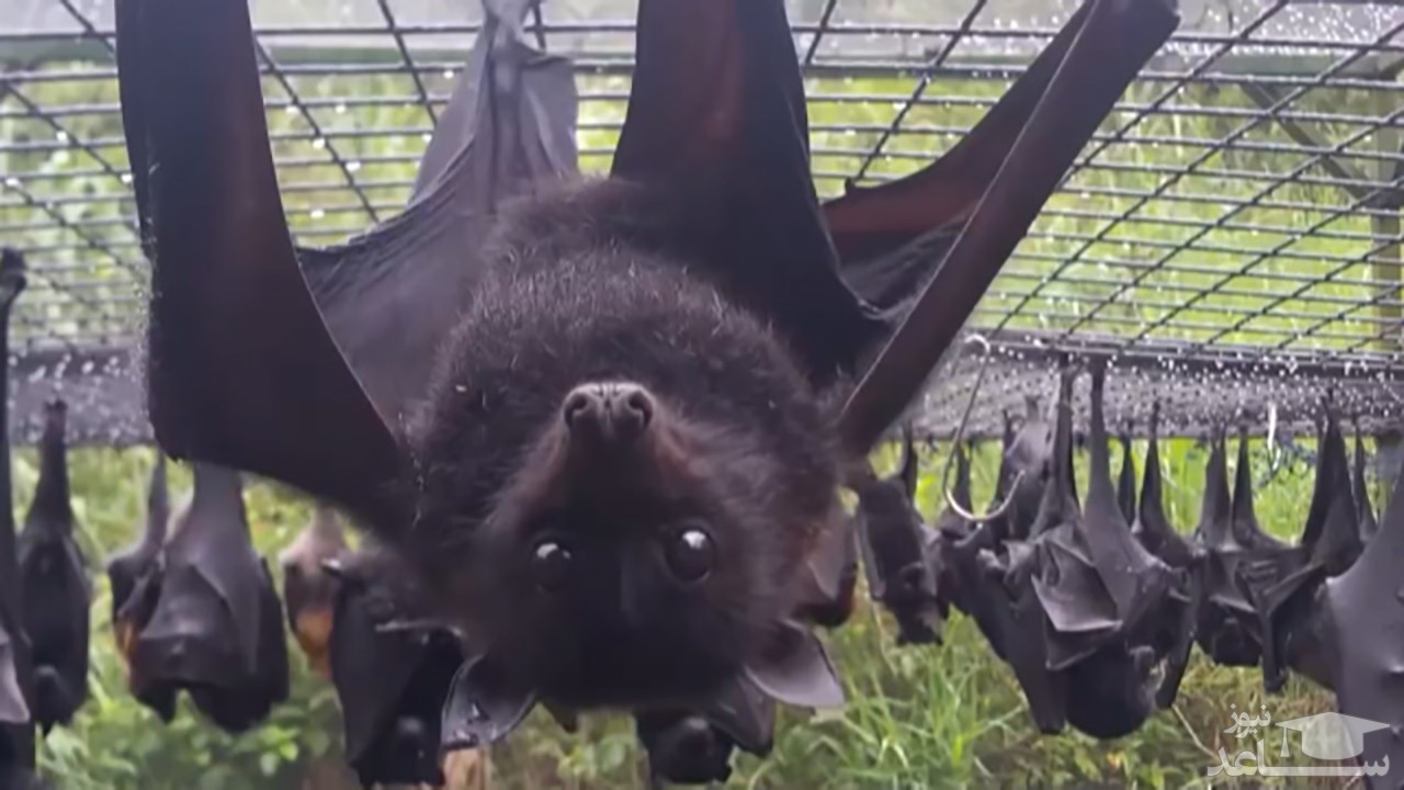 (فیلم) خفاش‌های چینی، متهم اصلی انتشار ویروس کرونا از نظر سازمان بهداشت جهانی